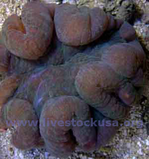 Lobophyllia