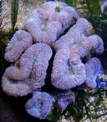 Lobophyllia