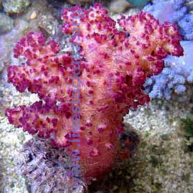 Carnation Coral