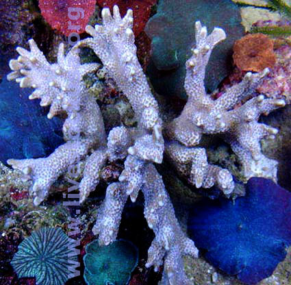 Montipora digitata