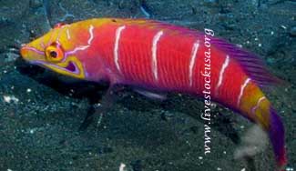 Mystery Wrasse