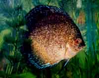 P.B. Discus