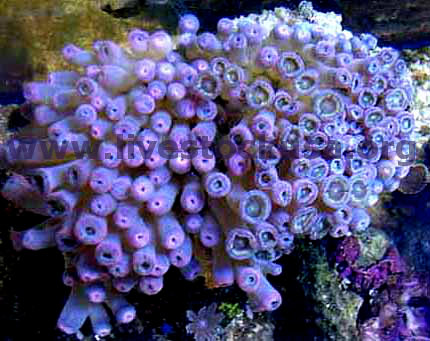 Pink Polyps