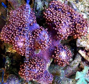 Pink Sand Polyps