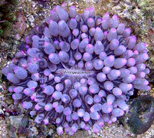 Plate Coral