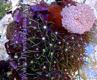 Green Star Polyps