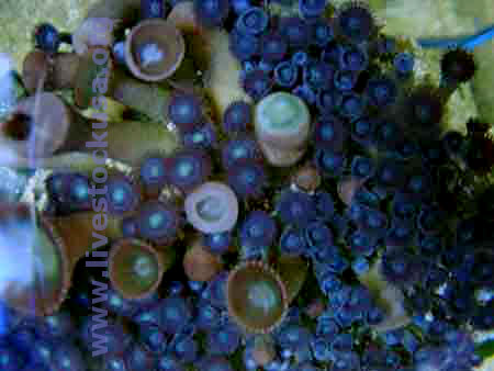 Button Polyps