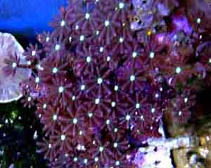 Daisy Polyps