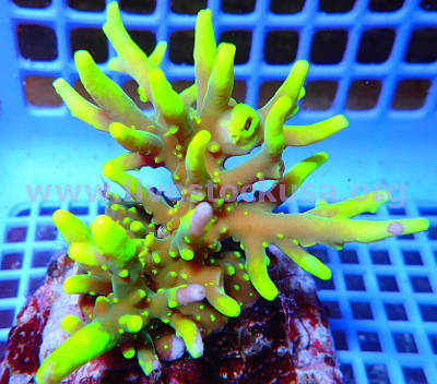 Premium Acropora