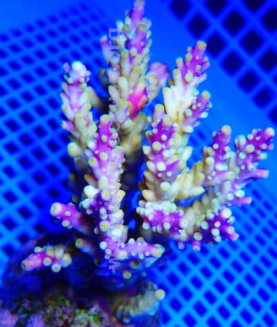 Premium Acropora