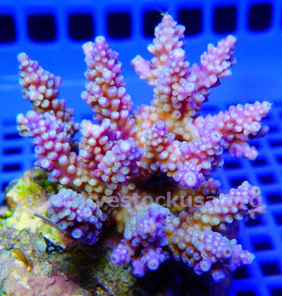 Premium Acropora