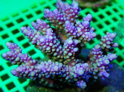 Premium Acropora