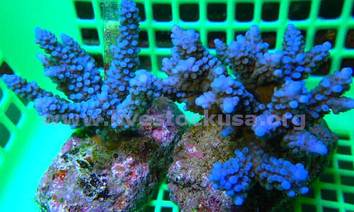 Premium Acropora