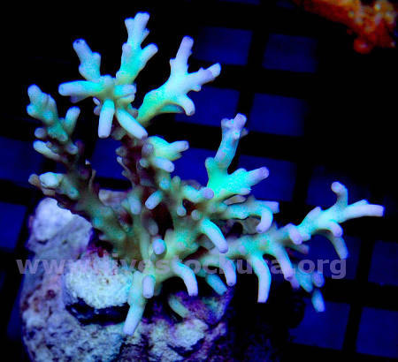 Premium Acropora