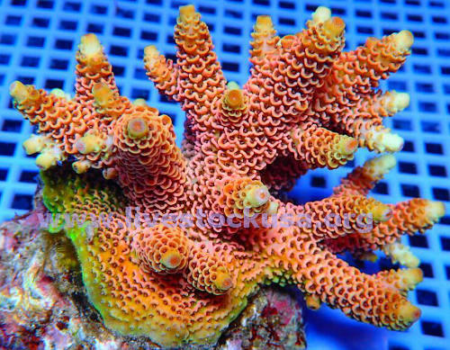 Premium Acropora