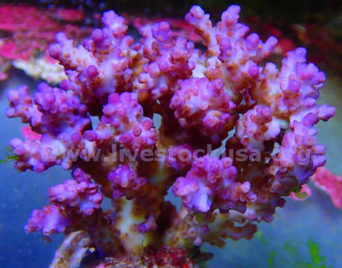 Premium Acropora