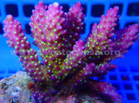 Premium Acropora