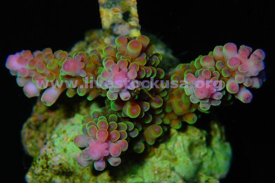 Premium Acropora