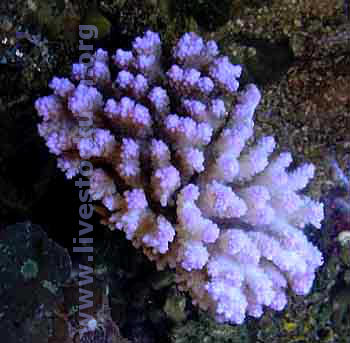 Acropora