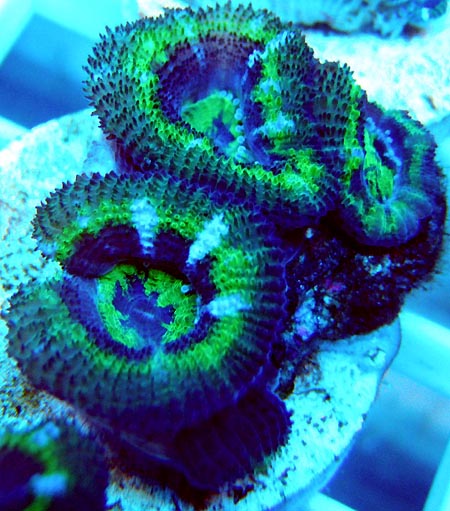 Acanthastrea Frags