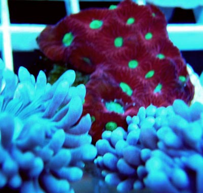 Acanthastrea Frags