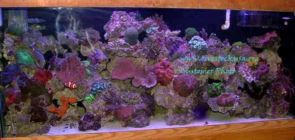 Reef Tank