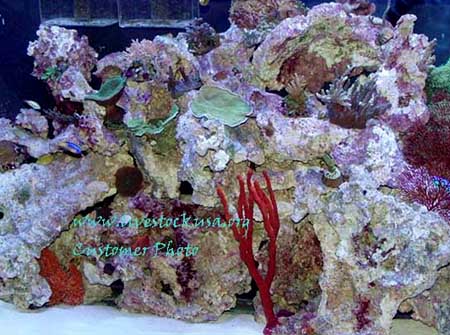 Reef Tank