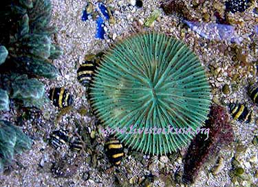 Green Plate Coral