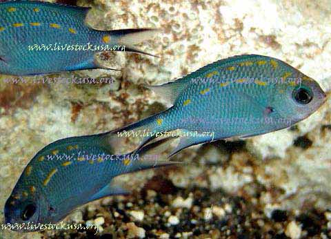 Vanuatu Spotted Chromis