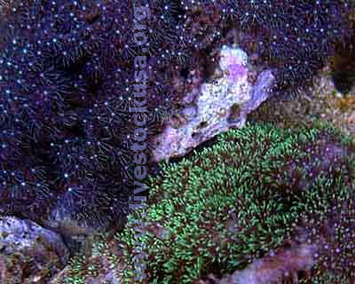 Star Polyps - Briareum