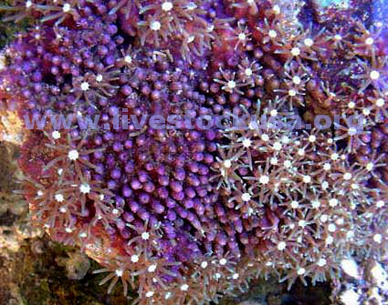 White Star Polyps