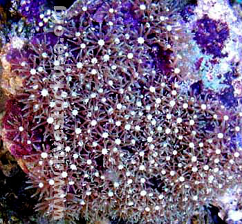 White Star Polyps