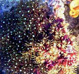 Star Polyps