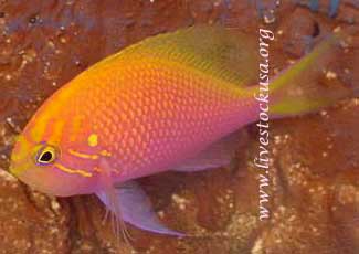 Sunburst Anthias