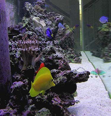 Reef Tank