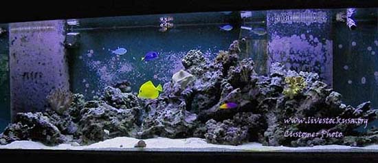 Reef Tank