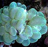 Bubble Coral