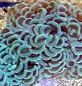 Euphyllia