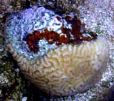 Brain Coral