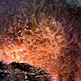 Tongue Coral