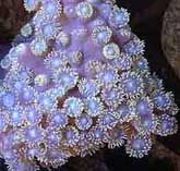 Pagoda Coral