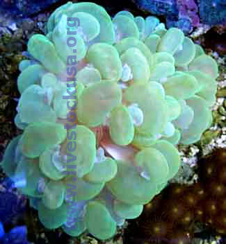 Green Bubble Coral