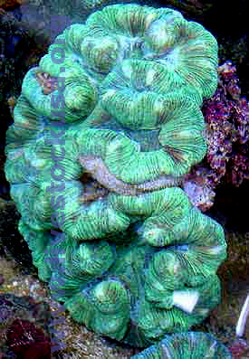 Trachyphyllia