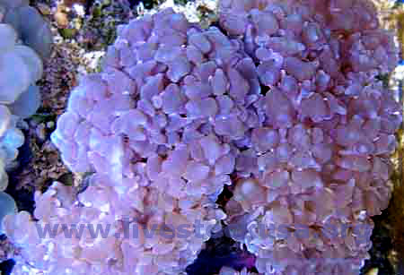 Bubble Coral