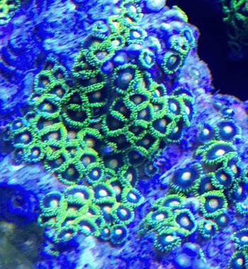 Tonga Zoanthids