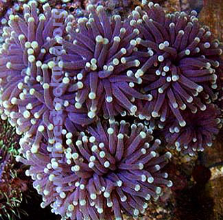 Torch Coral