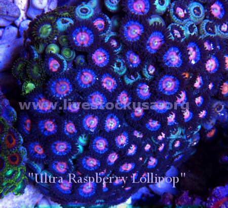 Vietnam Zoanthids