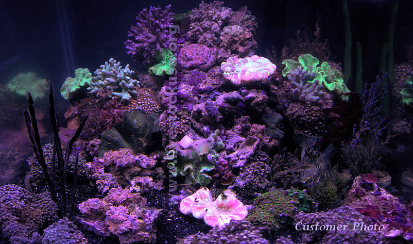 Vietnam Corals