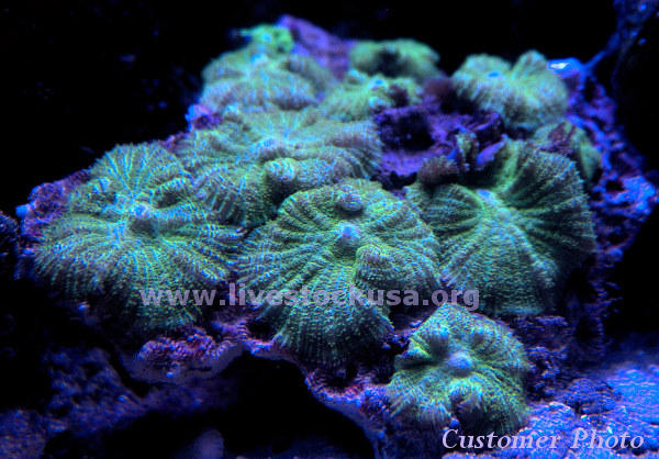 Vietnam Corals