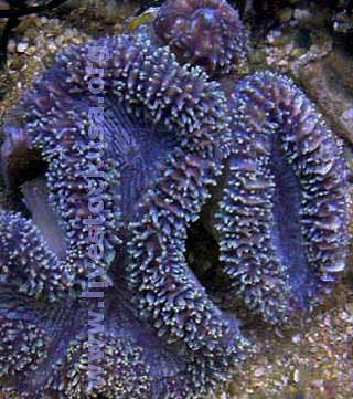 Carpet Lobophyllia